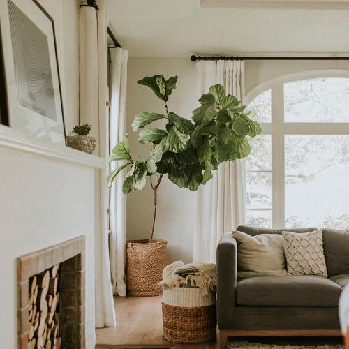 Living room with big tree